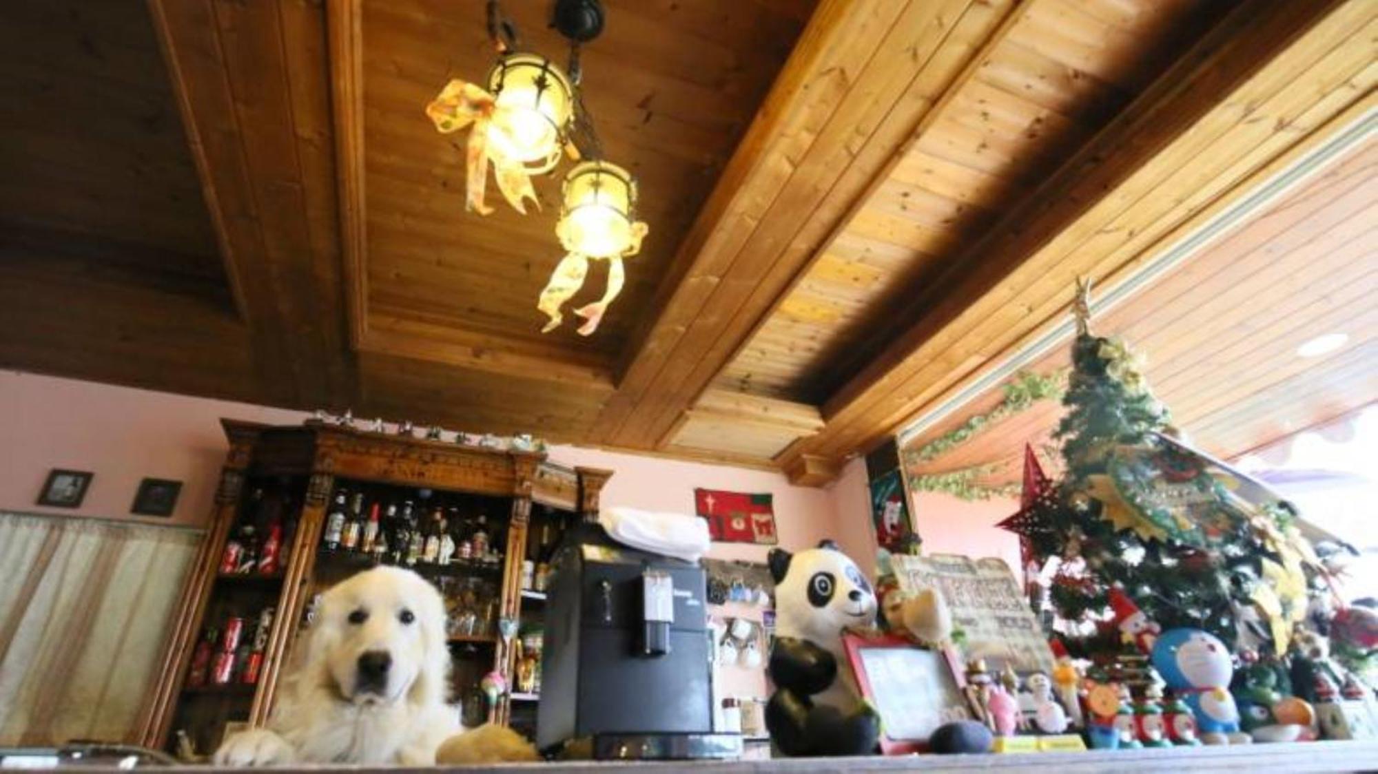 仁爱乡 清境白熊屋旅馆 外观 照片